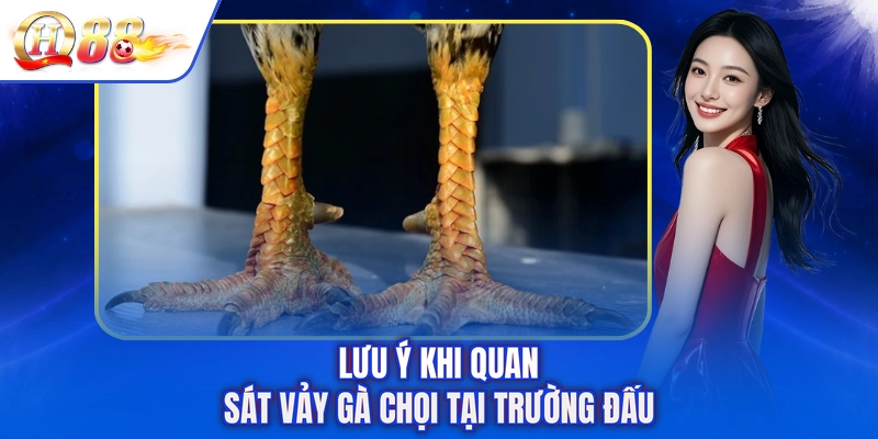 Lưu ý khi quan sát vảy gà chọi tại trường đấu